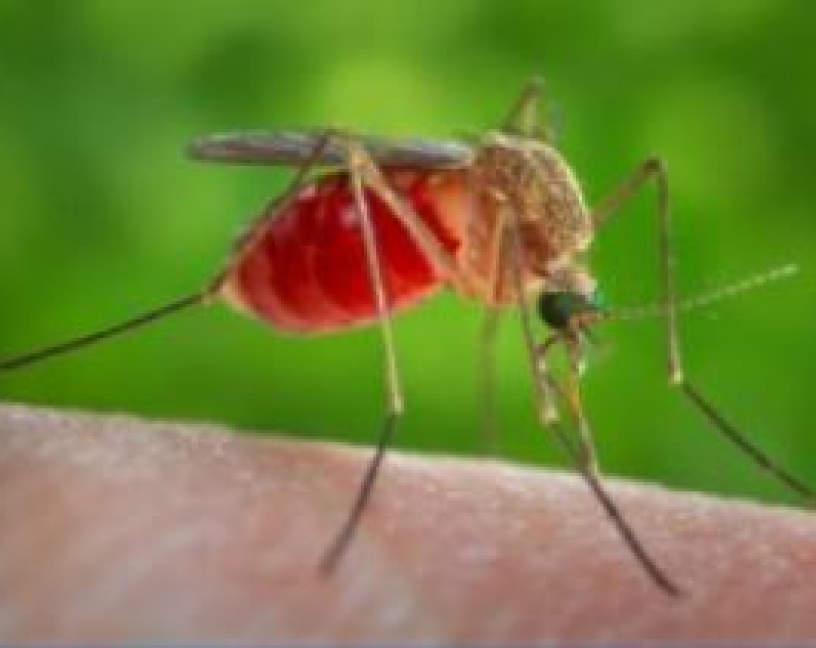 Gestión integrada de mosquitos, guia de buenas prácticas de la AMCA