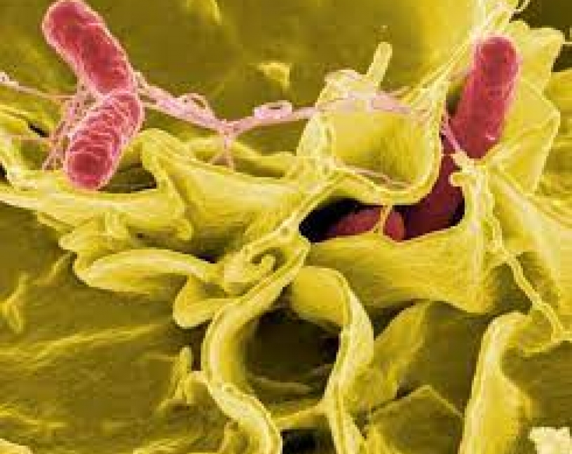 Evaluación rápida de brotes de Salmonella