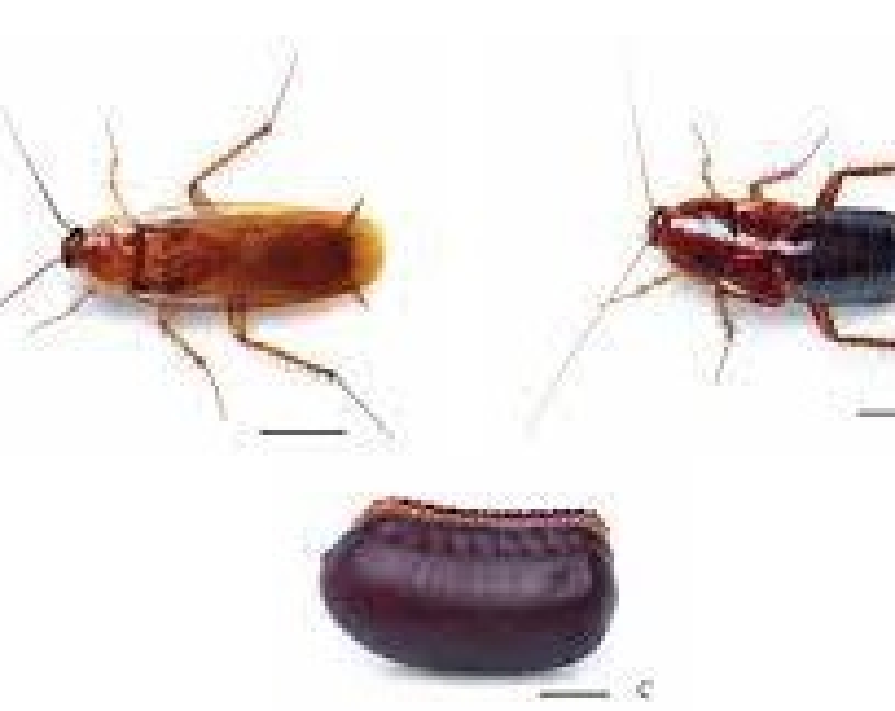 Una nueva cucaracha exótica, Shelfordella lateralis, se establece en la Península Ibérica