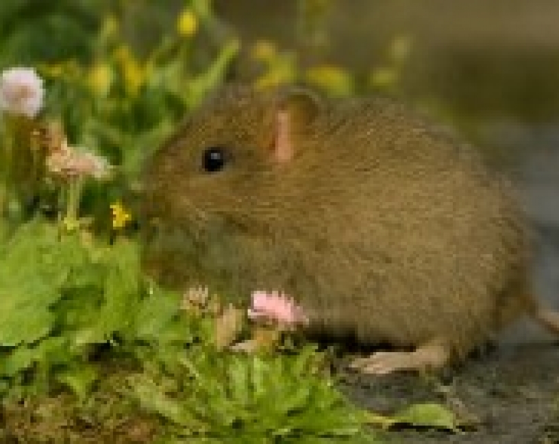 Biodiversidad y plagas: un reto urbano