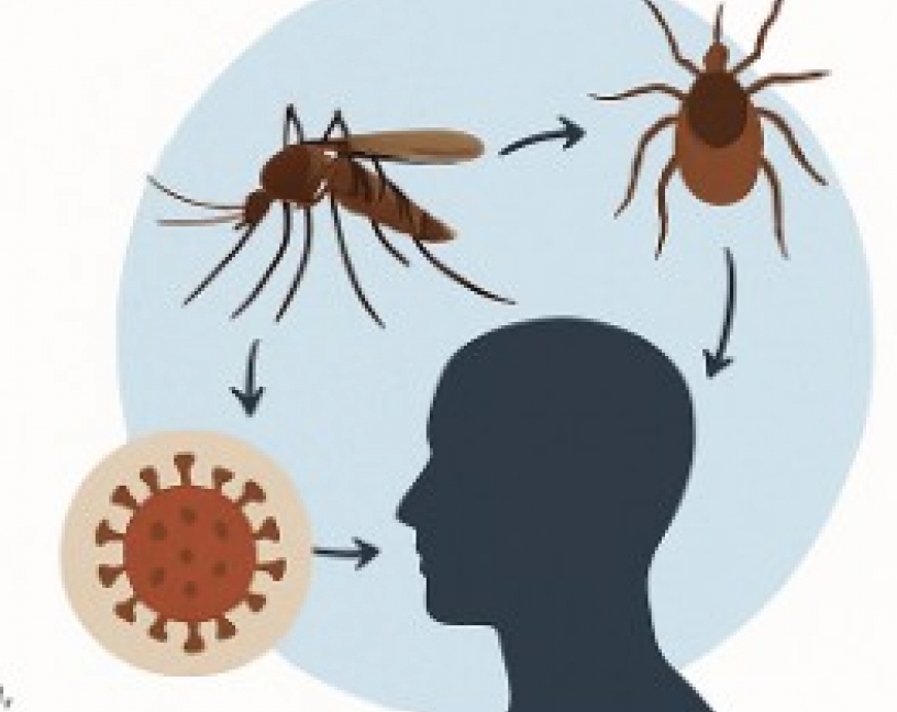 La importancia de las enfermedades zoonóticas y sus vectores en la salud humana