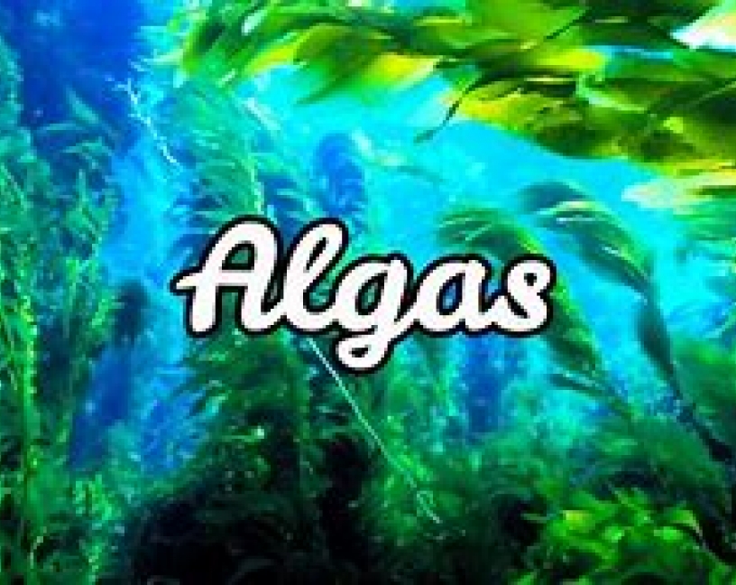 ALGAS MARINAS DE CEBO CONTRA HORMIGAS