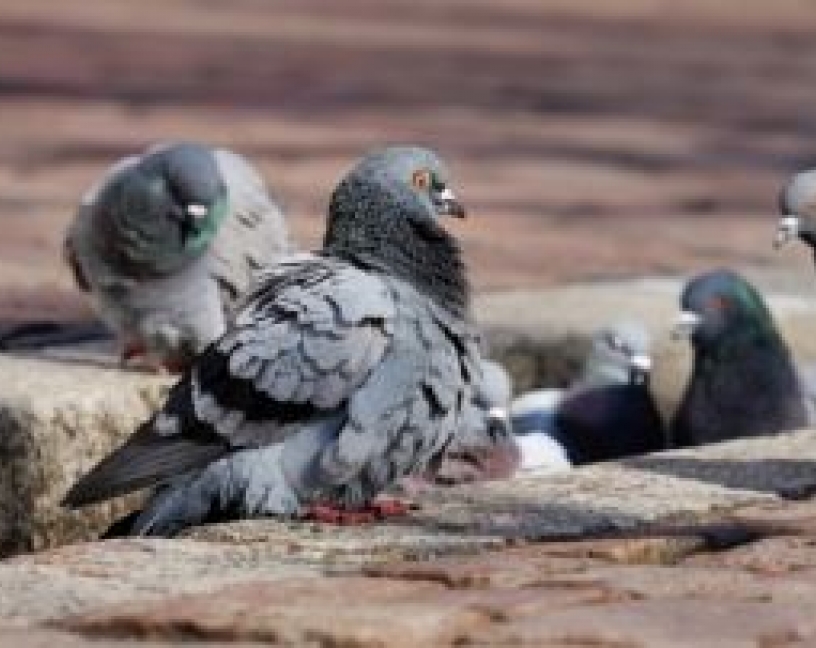 Control de aves urbanas, una competencia de los ayuntamientos