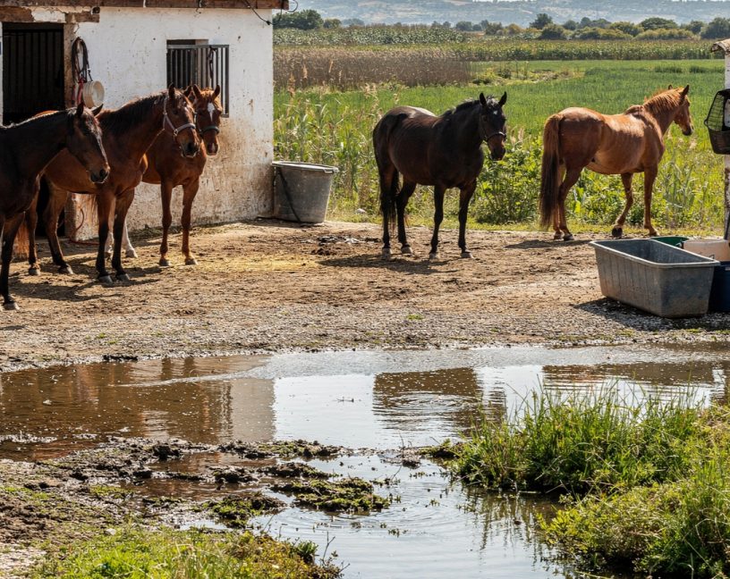 Virus del Nilo Occidental: un riesgo endémico que exige vigilancia constante