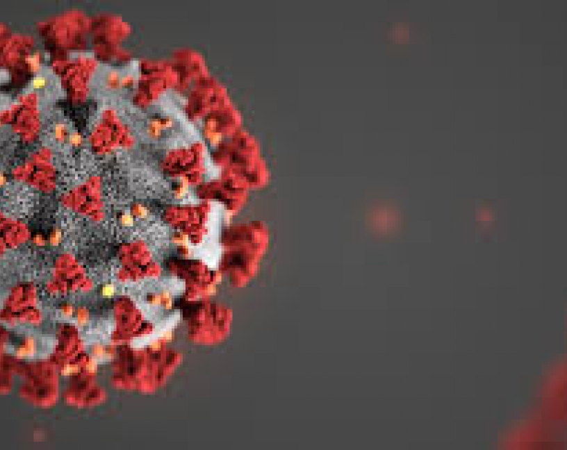 El nuevo coronavirus no parece afectar a la seguridad alimentaria