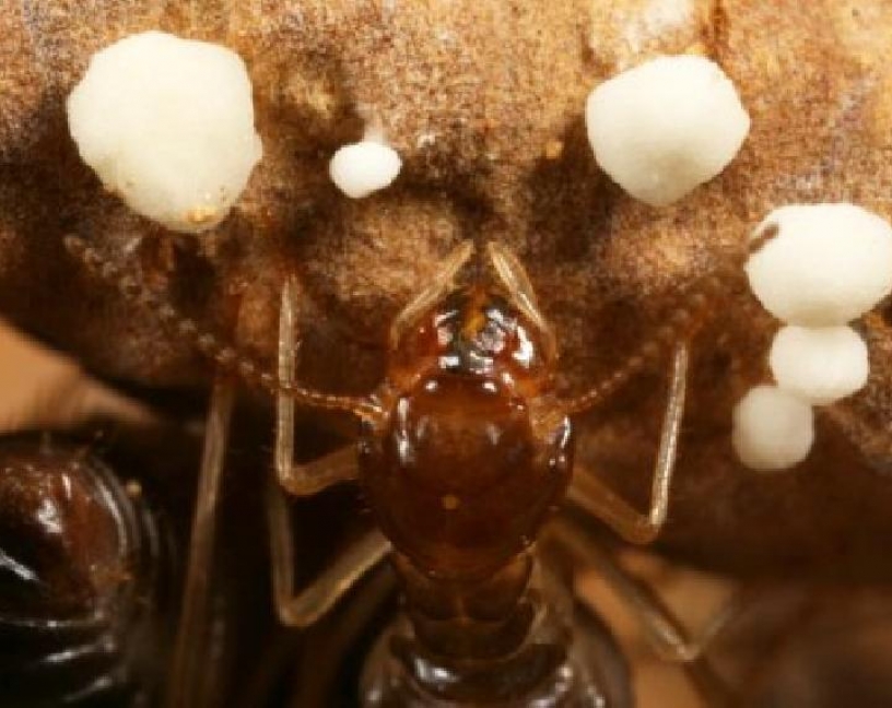 ¿Sabías que las termitas son el animal más veloz sobre la tierra?