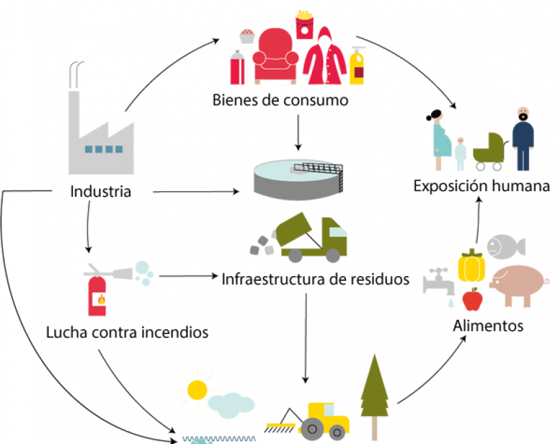 Ingesta de sustancias PFAS