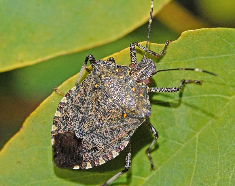 Halyomorpha halys Stál (Hemiptera: Pentatomidae) o chinche apestoso