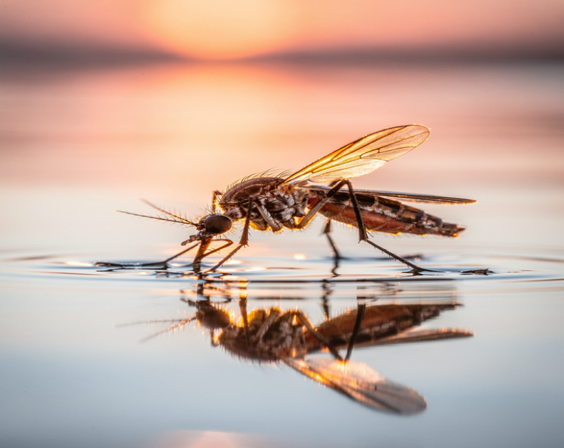 Mosquitos: una temporada más larga y más peligrosa