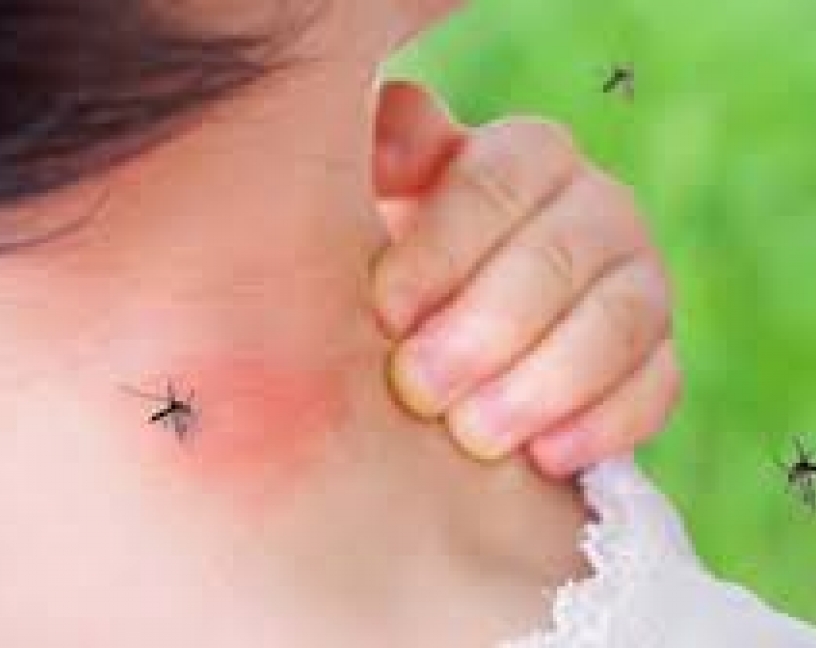 Un nuevo estudio confirma que los mosquitos no pueden transmitir el coronavirus SARS-CoV-2