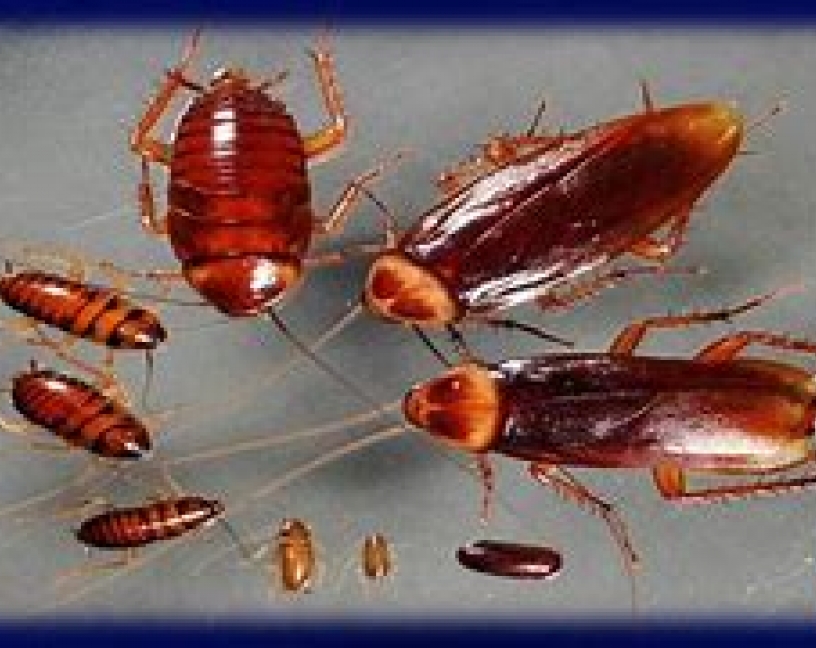 Cucarachas: consejos de la ASPB para prevenir infestaciones