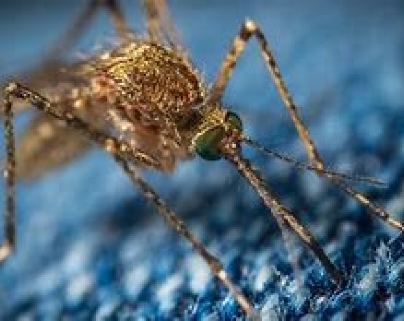 Mosquitos invasores en Europa, ¿a qué animales pican?