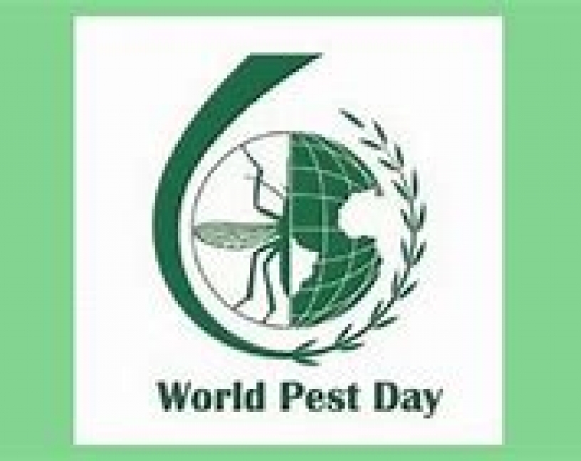 Día Mundial del Control de Plagas: las plagas que ha disparado el coronavirus