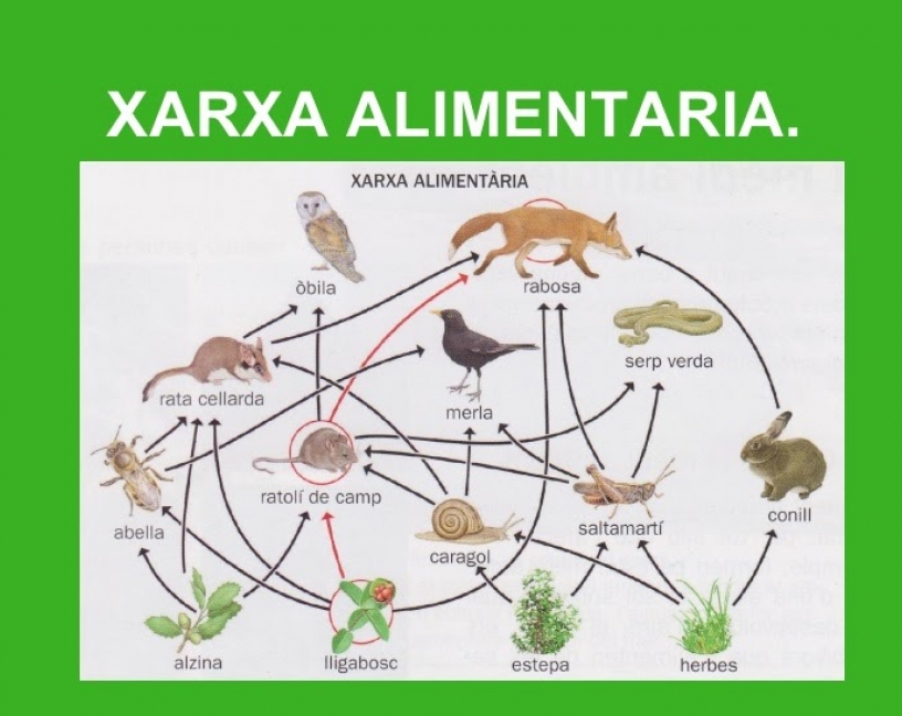 XIA, la xarxa de referència en innovació alimentària a Catalunya