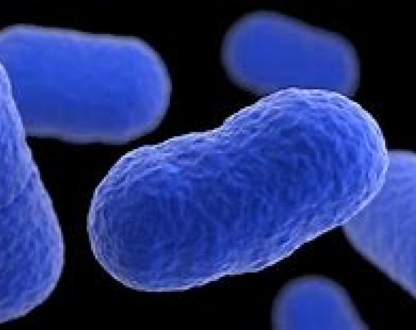 Listeria monocytogenes, gestión de la tolerancia a los desinfectantes