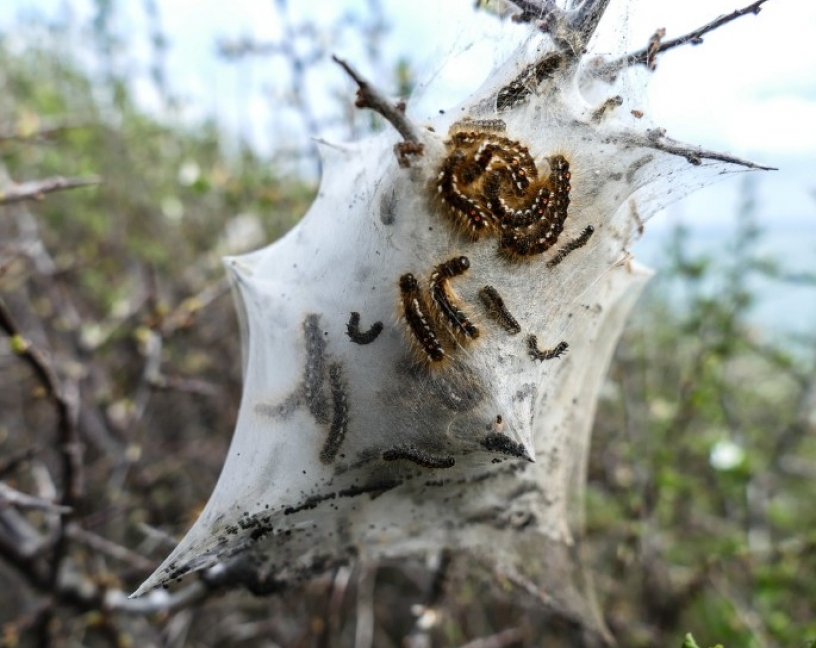 Tratar los pinos en otoño: prevención eficaz contra la procesionaria
