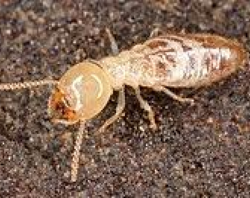 Inteligencia artificial para identificar especies de termitas