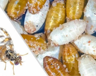 El aislamiento de genes marcadores permite controlar las plagas de insectos de forma más eficaz y eficiente