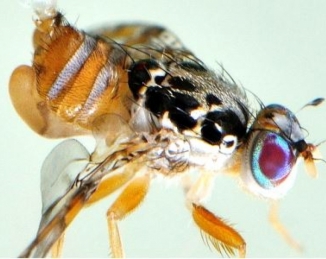 Técnica del insecto estéril