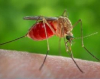 Gestión integrada de mosquitos, guia de buenas prácticas de la AMCA
