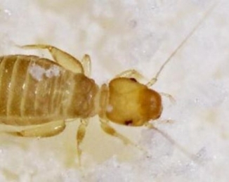 Los psócidos como plaga emergente en la industria alimentaria