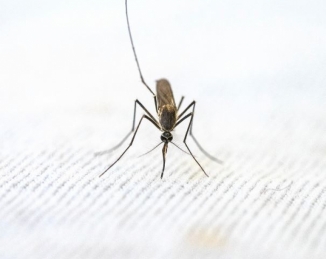 Técnicas de Control de Vectores para Prevenir Enfermedades Transmitidas por Insectos
