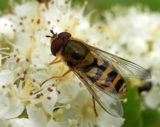Una de cada tres especies de abejas, mariposas y sírfidos está desapareciendo en Europa