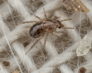 Aumento de ácaros en entornos urbanos: un problema creciente en viviendas, hoteles y centros de trabajo