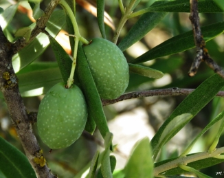 Alerta por la llegada a España de aceitunas de Marruecos con un alto nivel de residuos de pesticidas