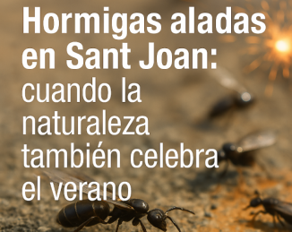 Formigues alades per Sant Joan: quan la natura també celebra l’estiu