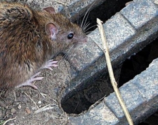 Control de ratas en el alcantarillado mediante el análisis de las aguas residuales