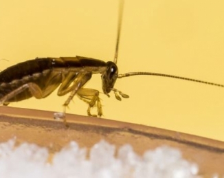 Blatella germanica, el aprendizaje olfativo permite a esta especie de cucarachas desarrollar resistencia conductual a los cebos
