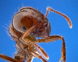 La hormiga roja de fuego importada (Solenopsis invicta) 