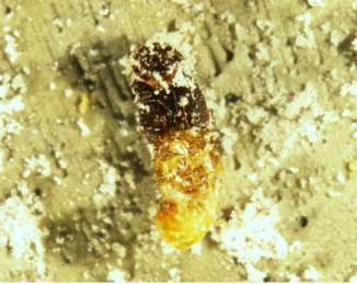 Control de plagas en productos almacenados, prometedores insecticidas surgen de la producción de biocombustibles