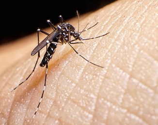 El Departament de Salut activa els protocols per prevenir les malalties transmeses per mosquits