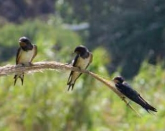 Ya han llegado las golondrinas, el mejor insecticida natural