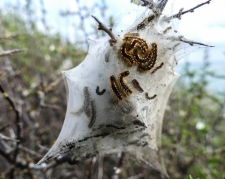 Tratar los pinos en otoño: prevención eficaz contra la procesionaria
