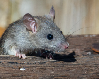 Alertan de un verano con plagas de ratas, cucarachas y mosquitos en Cataluña