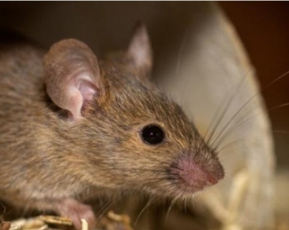 La ECHA considera las trampas mecánicas una alternativa a los rodenticidas anticoagulantes para el control de ratones en interiores