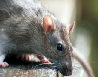 Control sostenible de roedores en la industria alimentaria
