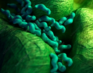Campylobacter en la carne de cerdo ¿un riesgo a incluir en los controles oficiales?