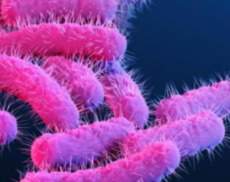 Bacterias Shigella en alimentos y agua, ¿cómo prevenir el riesgo?
