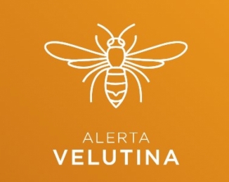 Alerta velutina, nueva app  