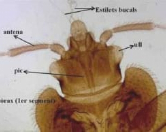 Reconocimiento de una Chinche de las camas (Cimex lectularius)